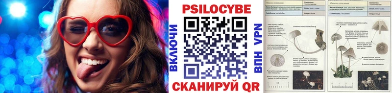 где купить наркотик  Новая Ладога  Галлюциногенные грибы Psilocybe 